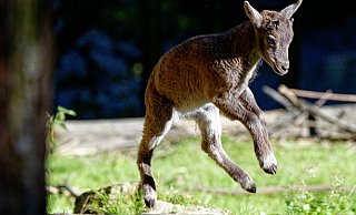 Der junge Steinbock tollt im Bielefelder Tierpark Olderdissen im Gehege herum. - Steve McAlpine Der junge Steinbock tollt im Bielefelder Tierpark Olderdissen im Gehege herum. - Steve McAlpine