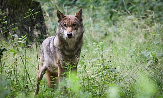 Der letzte Wolf im Kreis Höxter wurde vor gut drei Jahren gesichtet. Doch in Ostwestfalen taucht das Tier immer mal wieder auf. In den vergangenen Wochen erst gab es mehrere Wolfssichtungen sowie auch Nutztierrisse im Lübbecker Land. - dpa/Christian Charisius Der letzte Wolf im Kreis Höxter wurde vor gut drei Jahren gesichtet. Doch in Ostwestfalen taucht das Tier immer mal wieder auf. In den vergangenen Wochen erst gab es mehrere Wolfssichtungen sowie auch Nutztierrisse im Lübbecker Land. - dpa/Christian Charisius