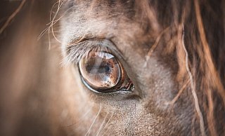 Das Pony wurde auf einem Stoppelfeld beobachtet. - Symbolfoto: Pixabay Das Pony wurde auf einem Stoppelfeld beobachtet. - Symbolfoto: Pixabay