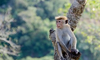 Ein Affe (Art unbekannt) spazierte am Sonntag durch den Preußisch Oldendorfer Stadtteil Offelten. - (Symbolbild): Pixabay Ein Affe (Art unbekannt) spazierte am Sonntag durch den Preußisch Oldendorfer Stadtteil Offelten. - (Symbolbild): Pixabay