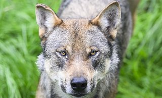 Bundesumweltministerin Steffi Lemke will den Abschuss von wild lebenden Wölfen erleichtern. - Julian Stratenschulte Bundesumweltministerin Steffi Lemke will den Abschuss von wild lebenden Wölfen erleichtern. - Julian Stratenschulte