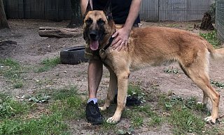 "Prinz" ist wieder wohl behalten bei seinem Pfleger Maik Strecker. - Tierheim Gütersloh "Prinz" ist wieder wohl behalten bei seinem Pfleger Maik Strecker. - Tierheim Gütersloh