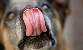 Vergiftungen enden für viele Hunde mit erheblichen Folgen, oft auch mit dem Tod. - (c) Copyright 2013, dpa (www.dpa.de). Alle Rechte vorbehalten Vergiftungen enden für viele Hunde mit erheblichen Folgen, oft auch mit dem Tod. - (c) Copyright 2013, dpa (www.dpa.de). Alle Rechte vorbehalten