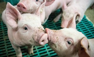 Ein Kreisveterinär soll drei Ferkel bei Tönnies in einem Eimer ertränkt haben, sein Kollege hat dabei zugesehen. Beiden wurde fristlos gekündigt. - Symbolfoto/Pixabay Ein Kreisveterinär soll drei Ferkel bei Tönnies in einem Eimer ertränkt haben, sein Kollege hat dabei zugesehen. Beiden wurde fristlos gekündigt. - Symbolfoto/Pixabay