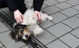 Rund 80 Katzen und fast 30 Hunde leben aktuell im Tierheim Paderborn und suchen ein neues Zuhause - so wie der 10-jährige Terrier Elton. - Lena Henning Rund 80 Katzen und fast 30 Hunde leben aktuell im Tierheim Paderborn und suchen ein neues Zuhause - so wie der 10-jährige Terrier Elton. - Lena Henning