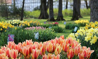 Die Tulpenshow im Gräflichen Park ist jedes Jahr eine besondere Attraktion. - Antje Kiewitt Die Tulpenshow im Gräflichen Park ist jedes Jahr eine besondere Attraktion. - Antje Kiewitt
