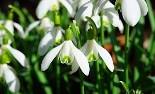 Die Schneeglöckchen haben sich in den Gärten in OWL schon prächtig entwickelt. - Hans from Pixabay Die Schneeglöckchen haben sich in den Gärten in OWL schon prächtig entwickelt. - Hans from Pixabay