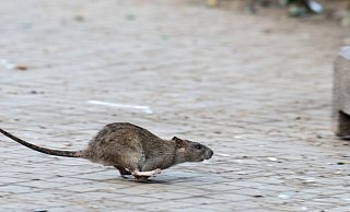 Manchmal sind Ratten auch auf der Straße unterwegs. - Bernd von Jutrczenka Manchmal sind Ratten auch auf der Straße unterwegs. - Bernd von Jutrczenka