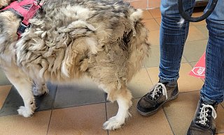 Verfilzt, dick, ohne Muskeln: Fundhund im Bielefelder Tierheim. - Tierschutzverein Bielefeld Verfilzt, dick, ohne Muskeln: Fundhund im Bielefelder Tierheim. - Tierschutzverein Bielefeld