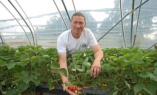In Folientunneln reifen die ersten Erdbeeren auf dem Obsthof von Dirk Wickemeyer heran. - Ingrun Waschneck In Folientunneln reifen die ersten Erdbeeren auf dem Obsthof von Dirk Wickemeyer heran. - Ingrun Waschneck