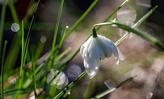 Schneeglöckchen gehören zu den Frühblühern. - dpa Schneeglöckchen gehören zu den Frühblühern. - dpa