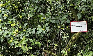 Spazierengehen ist in der Apfelstraße erlaubt, Obst mitzunehmen jedoch nicht. An dem grundsätzlichen Verbot hat sich nichts geändert. - Hermann Schmidt Spazierengehen ist in der Apfelstraße erlaubt, Obst mitzunehmen jedoch nicht. An dem grundsätzlichen Verbot hat sich nichts geändert. - Hermann Schmidt