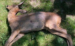 Die drei Einschusslöcher sind so klein, dass sie von einer Waffe stammen müssen, die für die Rehjagd ungeeignet ist. Eine Kugel blieb sogar stecken. - NW Die drei Einschusslöcher sind so klein, dass sie von einer Waffe stammen müssen, die für die Rehjagd ungeeignet ist. Eine Kugel blieb sogar stecken. - NW