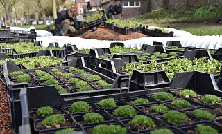 Es wird fleißig eingepflanzt, damit die Landesgartenschau in Höxter am 20. April pünktlich starten kann. - Thomas Kube Es wird fleißig eingepflanzt, damit die Landesgartenschau in Höxter am 20. April pünktlich starten kann. - Thomas Kube