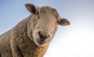 Für Huftiere im Kreis Höxter wie Schafe gelten nach dem Ausbruch der Blauzungenkrankheit besondere Regeln. - Pixabay/Skitterphoto Für Huftiere im Kreis Höxter wie Schafe gelten nach dem Ausbruch der Blauzungenkrankheit besondere Regeln. - Pixabay/Skitterphoto