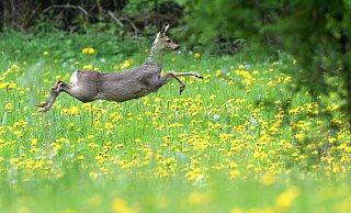 Ein Reh springt in einem hohen Satz auf einer Wiese über den Löwenzahn: In Warburg gab es Rehwild-Risse. Die Stadt ist alarmiert. - Felix Kästle/dpa Ein Reh springt in einem hohen Satz auf einer Wiese über den Löwenzahn: In Warburg gab es Rehwild-Risse. Die Stadt ist alarmiert. - Felix Kästle/dpa