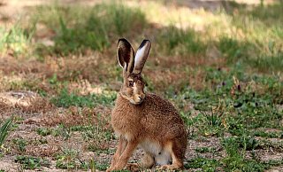 Bei einem Feldhasen in Bad Lippspringe ist die Hasenpest nachgewiesen worden. Im Kreis Höxter sind derzeit noch keine Fälle bekannt. - Pixabay Bei einem Feldhasen in Bad Lippspringe ist die Hasenpest nachgewiesen worden. Im Kreis Höxter sind derzeit noch keine Fälle bekannt. - Pixabay