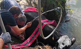 Die renitente Kuh sprang gleich zweimal in die Nethe und musste von den Feuerwehren aus Borgentreich und Höxter gerettet werden. - Feuerwehr Borgentreich Die renitente Kuh sprang gleich zweimal in die Nethe und musste von den Feuerwehren aus Borgentreich und Höxter gerettet werden. - Feuerwehr Borgentreich