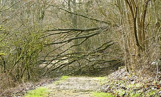 In Ostwestfalen hatte der Sturm, wie hier im Kreis Paderborn, viele Bäume zum Umstürzen gebracht. - Stefan Befeld/Wald und Holz NRW In Ostwestfalen hatte der Sturm, wie hier im Kreis Paderborn, viele Bäume zum Umstürzen gebracht. - Stefan Befeld/Wald und Holz NRW