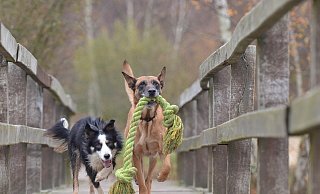 Die Stadt geht von Mehreinnahmen in Höhe von 11.000 Euro jährlich durch die Hundesteuer-Erhöhung aus. - Pixabay Die Stadt geht von Mehreinnahmen in Höhe von 11.000 Euro jährlich durch die Hundesteuer-Erhöhung aus. - Pixabay