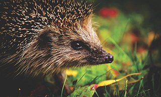 Igel halten sich gern in Gärten auf - dort sind sie allerdings auf ein bisschen Unordnung und durchlässige Zäune oder Hecken angewiesen. - Pixabay/Alexas_Fotos Igel halten sich gern in Gärten auf - dort sind sie allerdings auf ein bisschen Unordnung und durchlässige Zäune oder Hecken angewiesen. - Pixabay/Alexas_Fotos