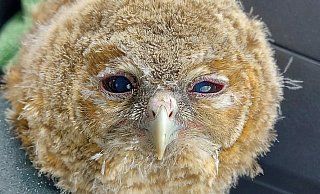 Dieser kleine Waldkauz war aus dem Nest gefegt worden. Im warmen Streifenwagen genoss er sichtlich die Wärme. - Polizei Dieser kleine Waldkauz war aus dem Nest gefegt worden. Im warmen Streifenwagen genoss er sichtlich die Wärme. - Polizei