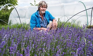 Der Lavendel blüht in der Gärtnerei. Im Garten soll vielleicht ein Blühstreifen entstehen. - Ralf Bittner Der Lavendel blüht in der Gärtnerei. Im Garten soll vielleicht ein Blühstreifen entstehen. - Ralf Bittner