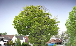 Das Schicksal der Sumpfeiche auf dem Hagedorn-Areal in Gütersloh ist mutmaßlich besiegelt. - Andreas Fruecht Das Schicksal der Sumpfeiche auf dem Hagedorn-Areal in Gütersloh ist mutmaßlich besiegelt. - Andreas Fruecht