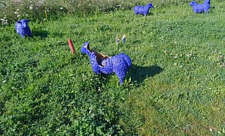 Das ist nicht aus Versehen passiert. Die blauen Schafe wurden mutwillig zerbrochen. Fotos (3): LGS-Förderverein - LGS Förderverein Das ist nicht aus Versehen passiert. Die blauen Schafe wurden mutwillig zerbrochen. Fotos (3): LGS-Förderverein - LGS Förderverein