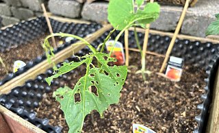 Das Hochbeet konnte die jungen Tomaten- und Paprikapflanzen unseres Redakteurs nicht schützen. Die aktuelle Schneckenplage treibt Hobbygärtner zur Verzweiflung. - Eike Horstmann Das Hochbeet konnte die jungen Tomaten- und Paprikapflanzen unseres Redakteurs nicht schützen. Die aktuelle Schneckenplage treibt Hobbygärtner zur Verzweiflung. - Eike Horstmann