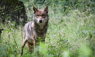 Im Kreis Gütersloh soll ein Wolf gesehen worden sein. - Symbolfoto/dpa Im Kreis Gütersloh soll ein Wolf gesehen worden sein. - Symbolfoto/dpa