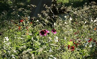 Interessierte können sich gegen eine kleine Spende Blumen von der LGS mit nach Hause nehmen. - Manuela Siewers Interessierte können sich gegen eine kleine Spende Blumen von der LGS mit nach Hause nehmen. - Manuela Siewers