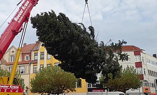 Der Herforder Weihnachtsbaum hängt am Kran. - Elena Ahler Der Herforder Weihnachtsbaum hängt am Kran. - Elena Ahler