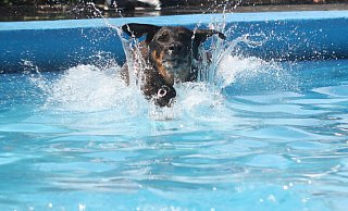 Etliche Hunde nutzten das Angebot im Freibad Lohe, um sich im Wasser richtig auszutoben. Auch waghalsige Sprünge in die Fluten gehörten dazu. - Felix Eisele Etliche Hunde nutzten das Angebot im Freibad Lohe, um sich im Wasser richtig auszutoben. Auch waghalsige Sprünge in die Fluten gehörten dazu. - Felix Eisele
