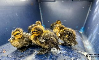 Für die Tiere kam die Rettung aus dem Kanal gerade rechtzeitig. Wären sie nicht entdeckt worden, hätte ihnen womöglich der Tod gedroht. - Feuerwehr Gütersloh Für die Tiere kam die Rettung aus dem Kanal gerade rechtzeitig. Wären sie nicht entdeckt worden, hätte ihnen womöglich der Tod gedroht. - Feuerwehr Gütersloh