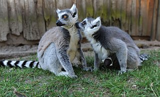 Bei den Kattas im Tierpark Ströhen ist immer was los. Und zwischendurch ist immer Zeit, um mal auf Tuchfühlung zu gehen. - Joern Spreen-Ledebur Bei den Kattas im Tierpark Ströhen ist immer was los. Und zwischendurch ist immer Zeit, um mal auf Tuchfühlung zu gehen. - Joern Spreen-Ledebur