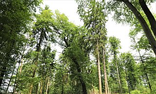 Die Egge wird nach den Resultaten der Bürgerentscheide in den Kreisen Paderborn und Höxter nicht als Nationalpark ausgewiesen. - Simone Flörke Die Egge wird nach den Resultaten der Bürgerentscheide in den Kreisen Paderborn und Höxter nicht als Nationalpark ausgewiesen. - Simone Flörke