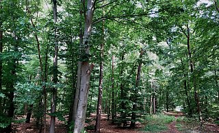 Der Sprungbachwald besteht aus Laub- und Nadelbäumen und dient auch zur Naherholung. Jetzt soll er doch nicht mehr für das geplante Kunstdepot abgeholzt werden. - BUND Der Sprungbachwald besteht aus Laub- und Nadelbäumen und dient auch zur Naherholung. Jetzt soll er doch nicht mehr für das geplante Kunstdepot abgeholzt werden. - BUND