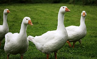 Hausgeflügel darf zurzeit nicht mit Wildvögeln in Kontakt kommen. - Symbolbild Pixabay Hausgeflügel darf zurzeit nicht mit Wildvögeln in Kontakt kommen. - Symbolbild Pixabay