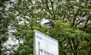 Störchin "Frau Meier" in ihrem neuen Eigenheim inklusive Vollverpflegung. - Michaela Heinze Störchin "Frau Meier" in ihrem neuen Eigenheim inklusive Vollverpflegung. - Michaela Heinze