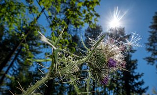 Die Sonne scheint auf eine Wilddistel: Auf OWL warten sommerliche Tage. - Harald Tittel Die Sonne scheint auf eine Wilddistel: Auf OWL warten sommerliche Tage. - Harald Tittel