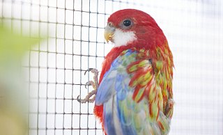 Seit seine Henne im Oktober 2020 starb, ist Prachtrosella Henry ganz allein. Er sucht dringend ein Zuhause inklusive neuer Rosella-Partnerin. - Oliver Krato Seit seine Henne im Oktober 2020 starb, ist Prachtrosella Henry ganz allein. Er sucht dringend ein Zuhause inklusive neuer Rosella-Partnerin. - Oliver Krato