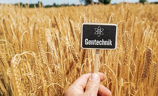 Bisher ist der Anbau von genetisch veränderten Pflanzen in der EU streng reglementiert. - picture alliance / CHROMORANGE Bisher ist der Anbau von genetisch veränderten Pflanzen in der EU streng reglementiert. - picture alliance / CHROMORANGE