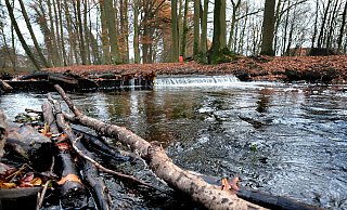 Vor einiger Zeit war bekannt geworden, dass in trockenen Sommern der Salzgehalt der Gütersloher Lutter derart hoch ist, dass das biologische Leben in dem Fluss leidet. - Andreas Frücht Vor einiger Zeit war bekannt geworden, dass in trockenen Sommern der Salzgehalt der Gütersloher Lutter derart hoch ist, dass das biologische Leben in dem Fluss leidet. - Andreas Frücht