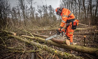 Für den Ausbau der Weser-Lutter müssen zahlreiche Bäume fallen. - Mike-Dennis Müller / www.mdm.photo Für den Ausbau der Weser-Lutter müssen zahlreiche Bäume fallen. - Mike-Dennis Müller / www.mdm.photo