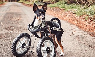 Mit seinem Rollstuhl kann der lauffreudige Pepe nun auch wieder längere Spaziergänge machen. - Janine Kromminga Mit seinem Rollstuhl kann der lauffreudige Pepe nun auch wieder längere Spaziergänge machen. - Janine Kromminga