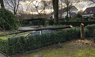 Die Linde auf dem Friedhof in Brakel steht nicht mehr. - Polizei Die Linde auf dem Friedhof in Brakel steht nicht mehr. - Polizei