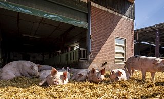 So sieht für die Firma Tönnies ein optimaler Schweinestall aus. Schon vor sieben Jahren richtete der Konzern auf der Marburg in Rheda-Wiedenbrück einen Pilotstall zur besseren Schweinehaltung ein. Landwirte können sich hier über einen Umbau ihrer Stallungen informieren. Radfahrer können stoppen und die Stall-Idylle beobachten. Foto: Tönnies - Tönnies So sieht für die Firma Tönnies ein optimaler Schweinestall aus. Schon vor sieben Jahren richtete der Konzern auf der Marburg in Rheda-Wiedenbrück einen Pilotstall zur besseren Schweinehaltung ein. Landwirte können sich hier über einen Umbau ihrer Stallungen informieren. Radfahrer können stoppen und die Stall-Idylle beobachten. Foto: Tönnies - Tönnies