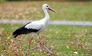 „Mein Name ist Meier“ – stimmt, aber bei dem Storch handelt es sich nicht um ein männliches, sondern ein weibliches Tierchen. - Peter Unger „Mein Name ist Meier“ – stimmt, aber bei dem Storch handelt es sich nicht um ein männliches, sondern ein weibliches Tierchen. - Peter Unger