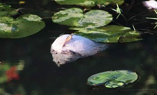 Zahlreiche tote Fische in der Hessel zwischen Sassenbeg und Peckeloh. - Udo Engbert Zahlreiche tote Fische in der Hessel zwischen Sassenbeg und Peckeloh. - Udo Engbert